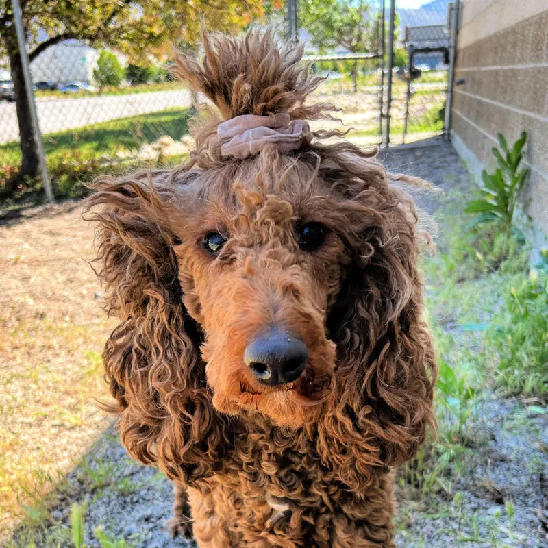 An adult large-sized female Golden Poodle dog named Sia for adoption in Lindon, UT
