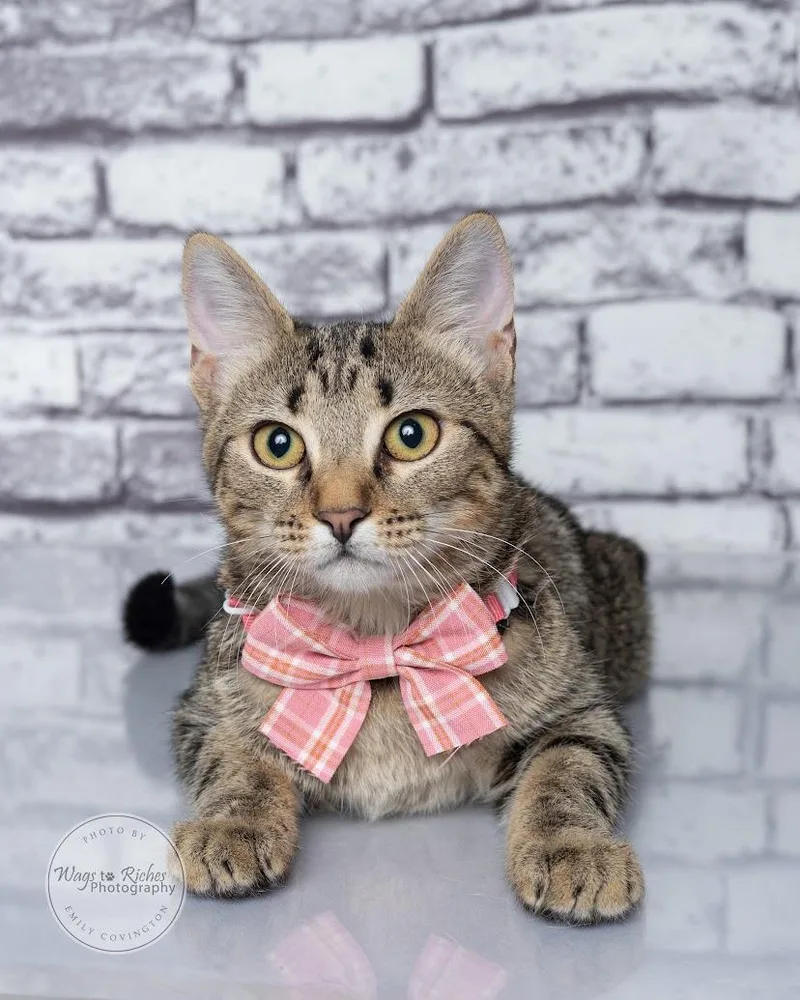 A baby medium-sized female Tabby (Gray / Blue / Silver) Domestic Short Hair cat named Pretzel for adoption in Tuscaloosa, AL