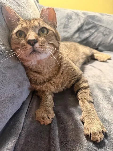 A young medium-sized male Domestic Short Hair cat named Rhyder for adoption in Pawtucket, RI