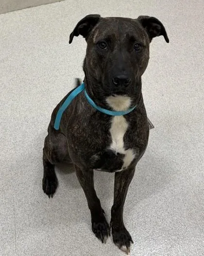An adult medium-sized female Black Mouth Cur dog named Kara for adoption in Honolulu, HI