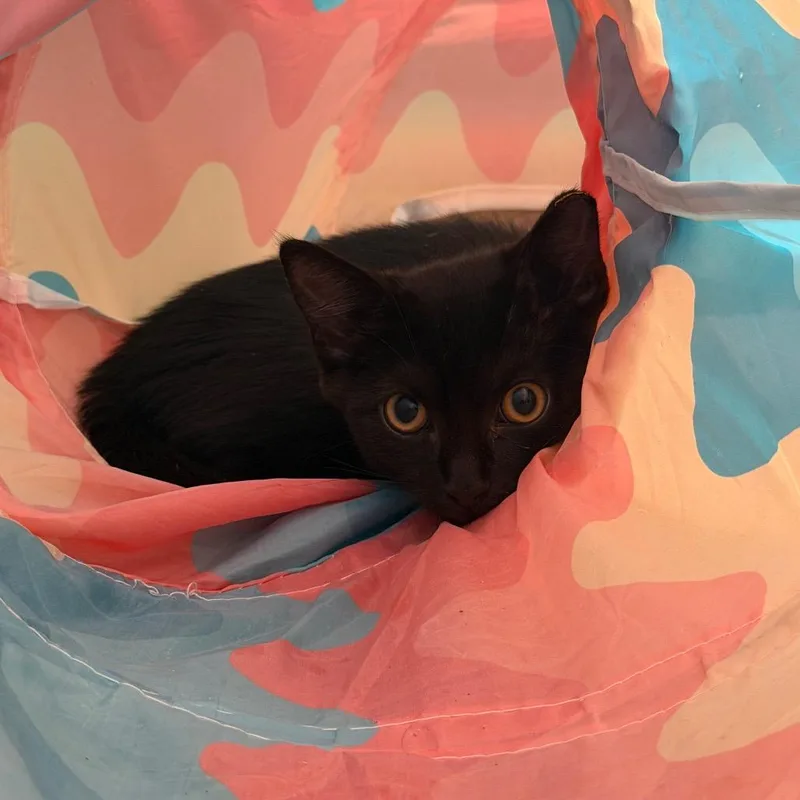 A baby small-sized male Black Domestic Short Hair cat named Chigiri for adoption in Fredericksburg, VA