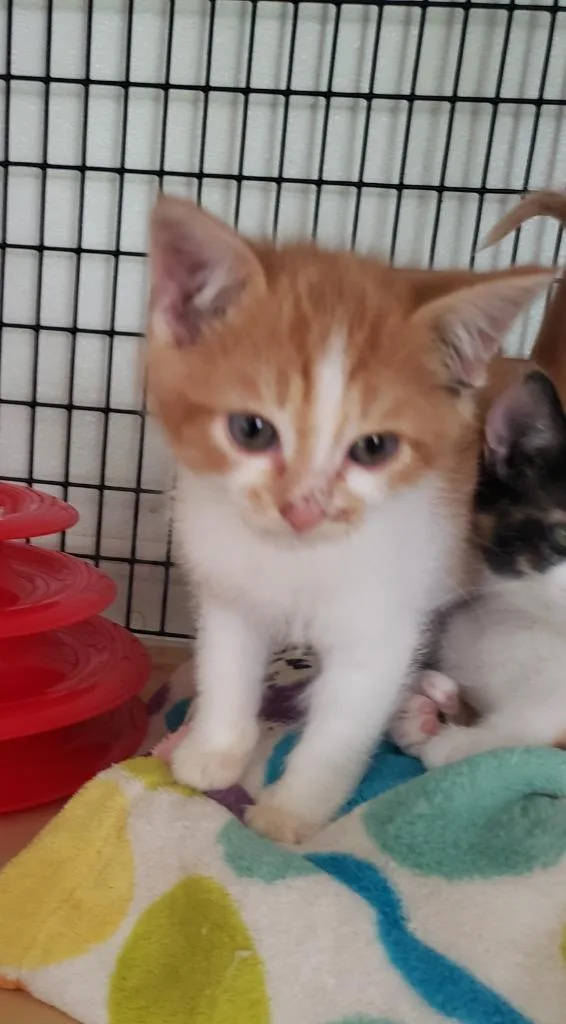 Kinney