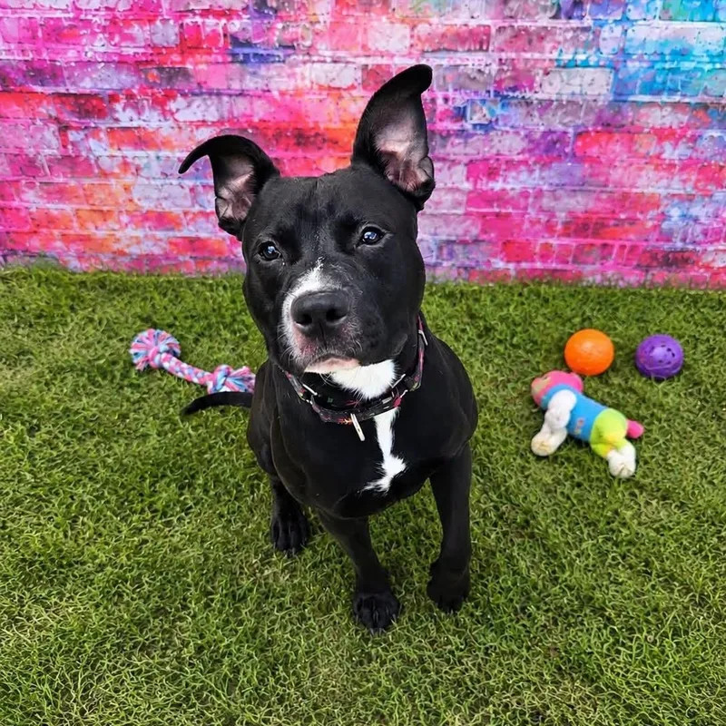 A young medium-sized male Black Pit Bull Terrier dog named Diablo for adoption in Warren, OH