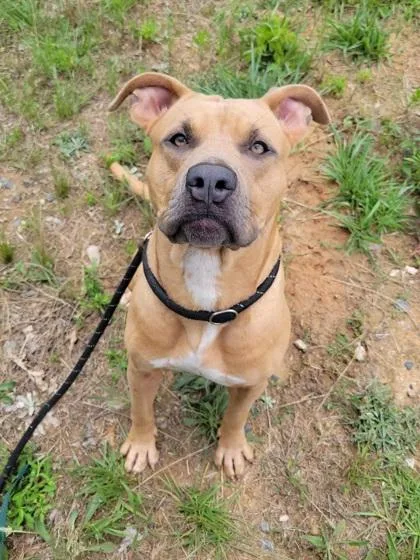 An adult large-sized female Pit Bull Terrier dog named Princess Celestia for adoption in Atlanta, GA