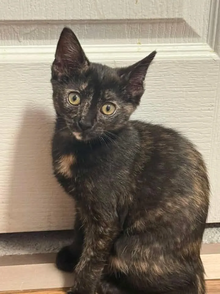 A baby medium-sized female Tortoiseshell Domestic Short Hair cat named Mocha for adoption in Breinigsville, PA