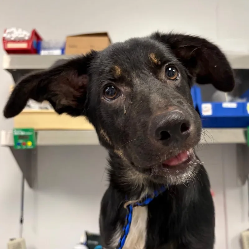 A baby medium-sized female Black Mixed Breed dog named Chuckleberry for adoption in Greenville, SC