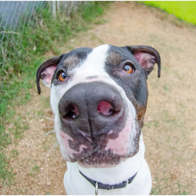 A senior large-sized male White / Cream Pit Bull Terrier dog named Fuzz for adoption in Austin, TX