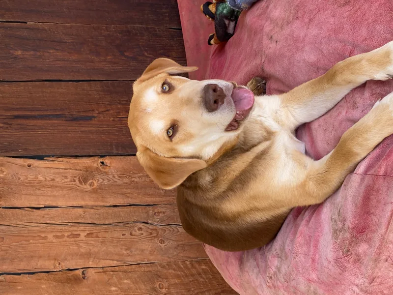 A young medium-sized male Labrador Retriever dog named Duke for adoption in Shallowater, TX