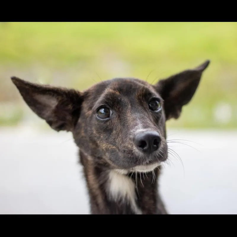 A baby small-sized female Brown / Chocolate Mixed Breed dog named Edna for adoption in Galveston, TX
