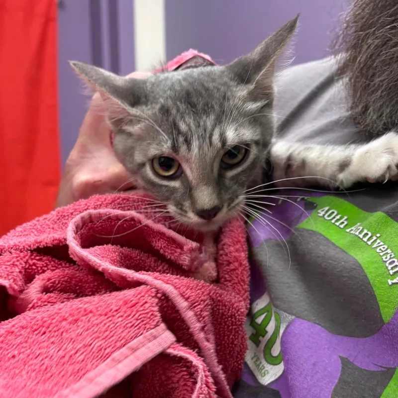 A baby small-sized female Gray / Blue / Silver Domestic Short Hair cat named Stray Hold Onyx for adoption in Albuquerque, NM