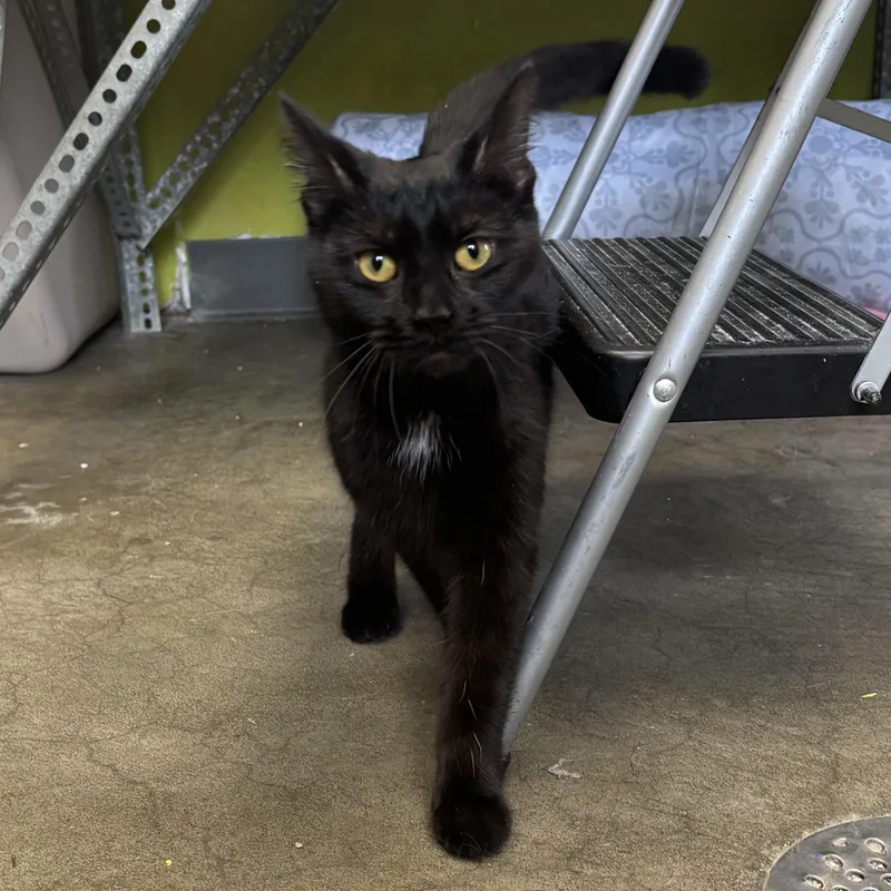 Mystique thumbnail 2