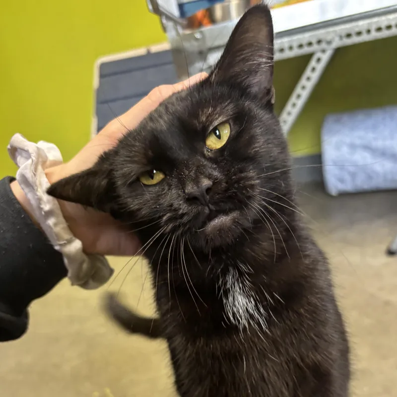 Mystique thumbnail 3