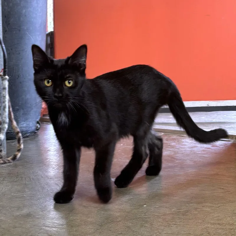 Mystique thumbnail 4