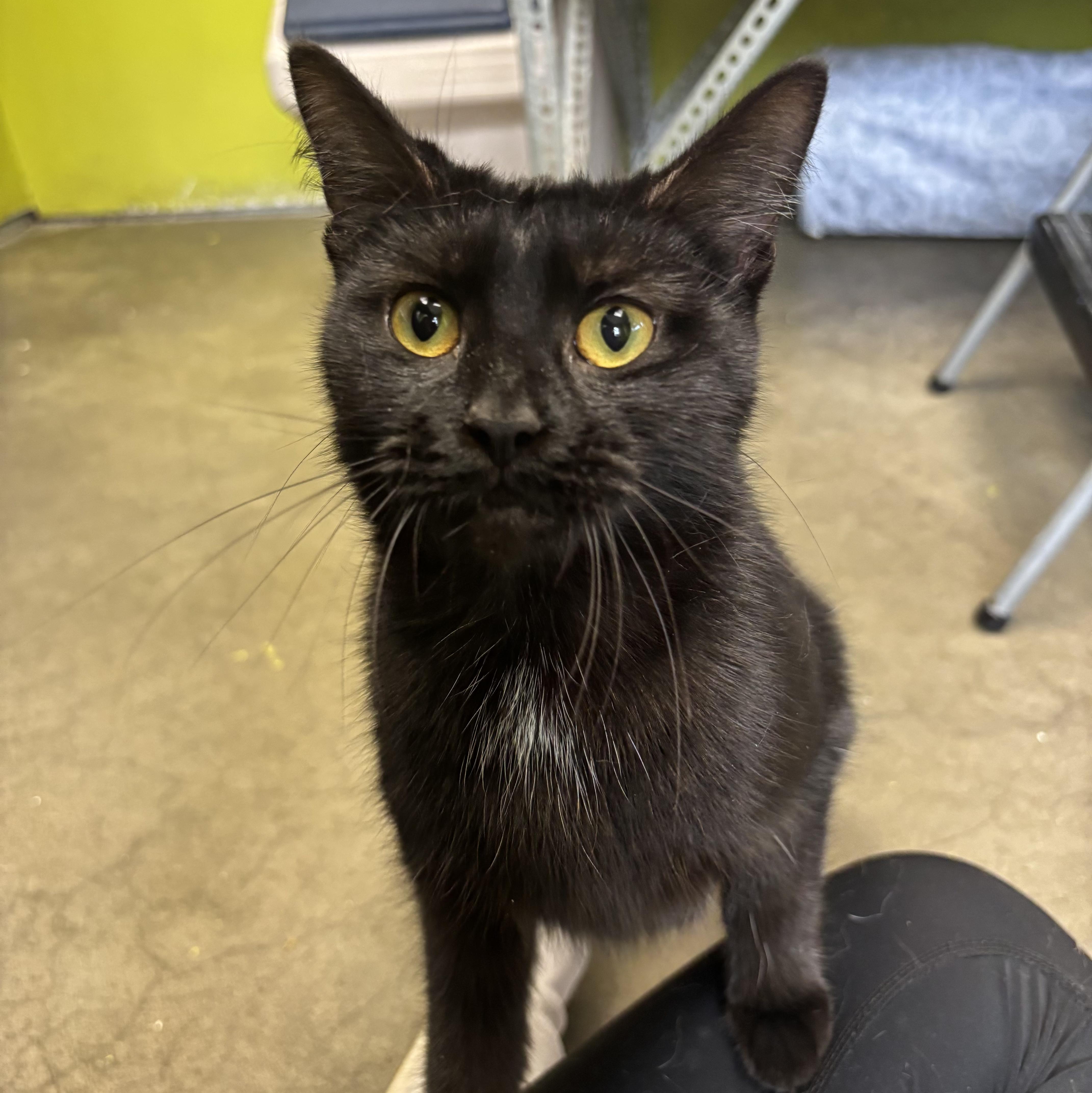 Mystique thumbnail 5