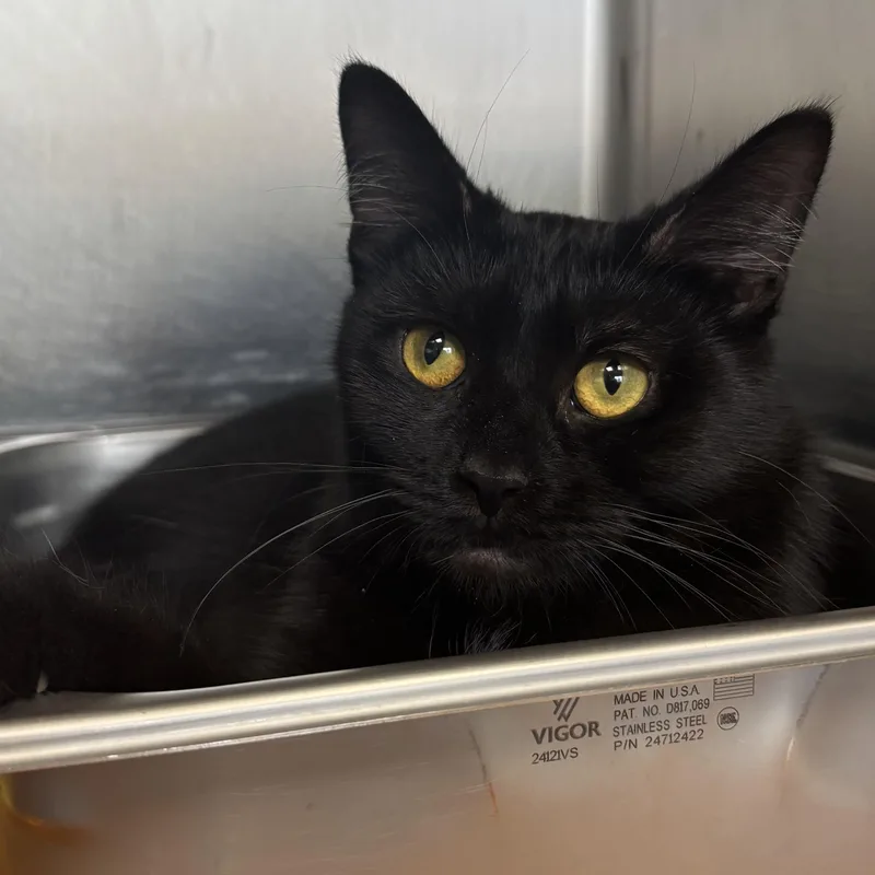 Mystique thumbnail 6