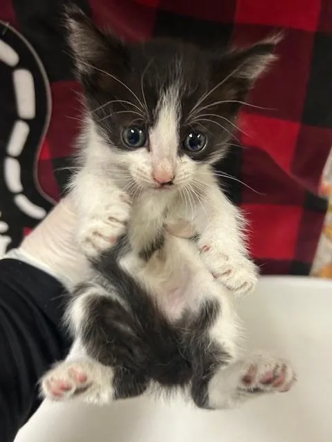 A young small-sized female Domestic Short Hair cat named Sigby for adoption in Riverside, CA