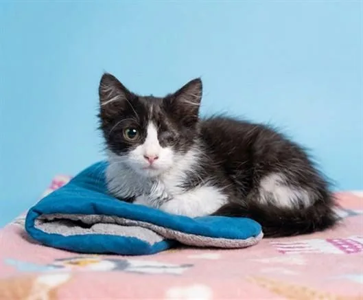 A baby medium-sized male Domestic Medium Hair cat named Pirata for adoption in Baldwin Park, CA