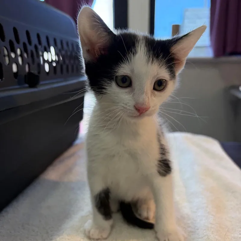 A baby small-sized female White Domestic Short Hair cat named Peterina for adoption in Los Angeles, CA