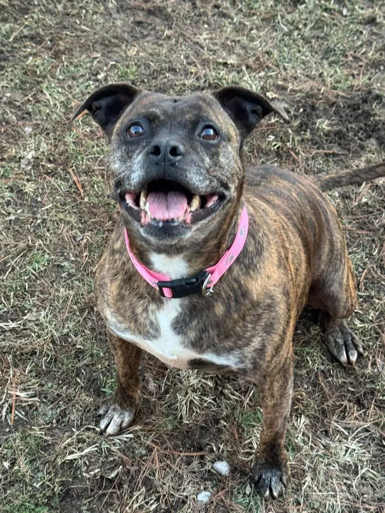 Figgy Pudding thumbnail 2