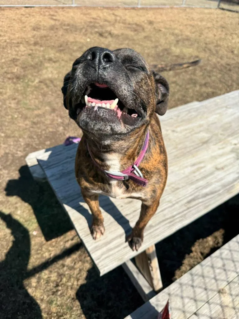 Figgy Pudding thumbnail 3