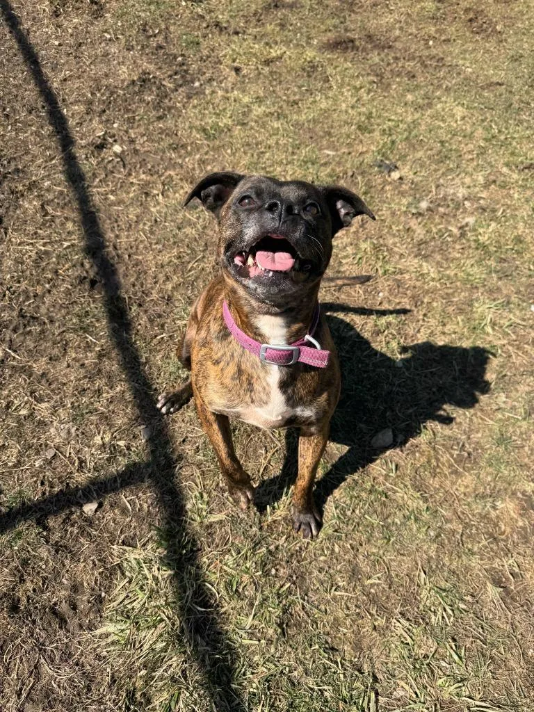 Figgy Pudding thumbnail 4