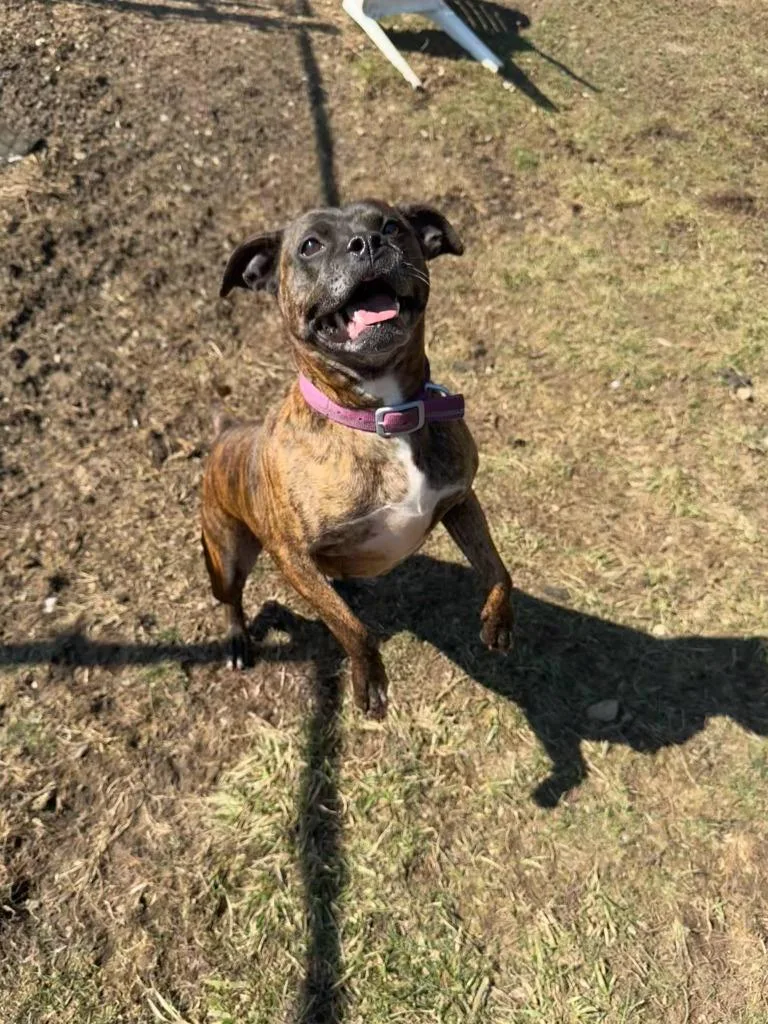 Figgy Pudding thumbnail 5