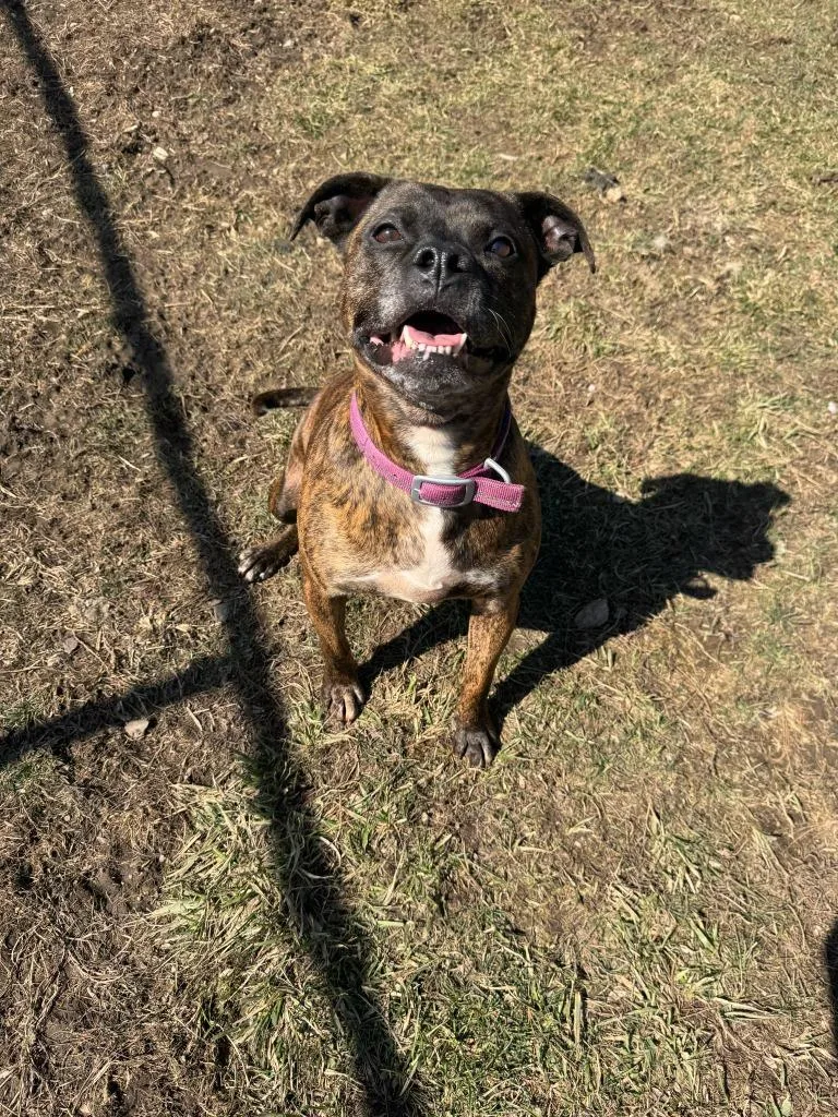 Figgy Pudding thumbnail 6