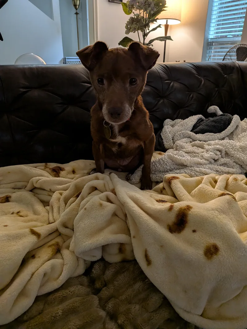 A senior small-sized female Red / Chestnut / Orange Chihuahua dog named Mrs. Hughes for adoption in Houston, TX