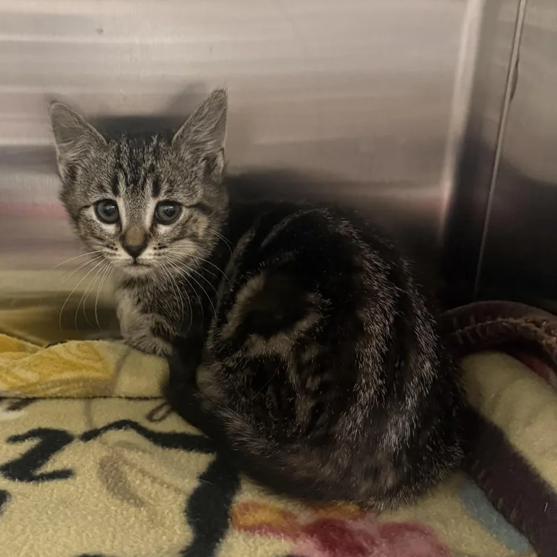 A baby small-sized female Gray / Blue / Silver American Shorthair cat named Louis for adoption in Cody, WY