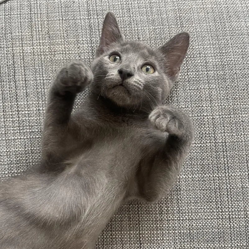 A baby medium-sized male Gray / Blue / Silver Domestic Short Hair cat named Metamucil for adoption in BROOKLYN, NY