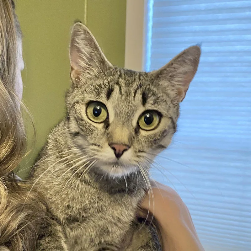 An adult medium-sized female Domestic Short Hair cat named Rey for adoption in Sonora, CA