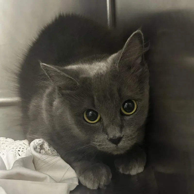 An adult medium-sized female Gray / Blue / Silver Domestic Medium Hair cat named Phoebe for adoption in Chattanooga, TN