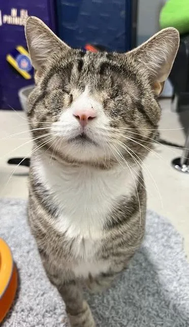 An adult large-sized male Gray & White Tabby cat named Binky And Bubby for adoption in Ocean City, NJ
