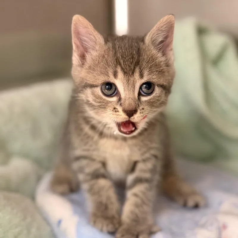 A baby small-sized male Domestic Short Hair cat named Vance for adoption in Cumming, GA