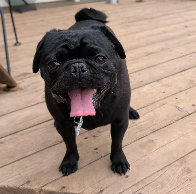 A young small-sized male Black Pug dog named Louis for adoption in Benton, KS