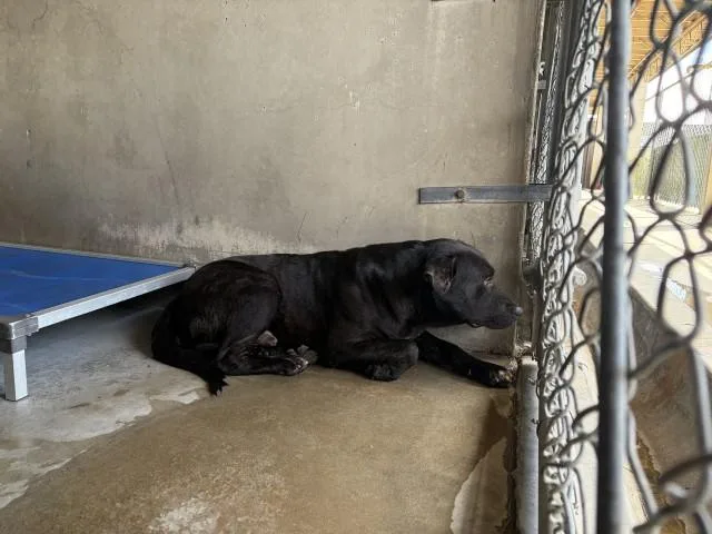 An adult large-sized male German Shepherd Dog dog named Eddie for adoption in San Bernardino, CA
