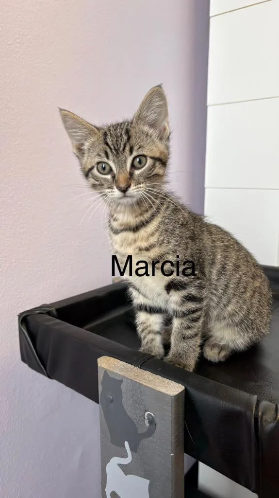 A baby small-sized female Domestic Short Hair cat named Marcia for adoption in Lewisville, TX