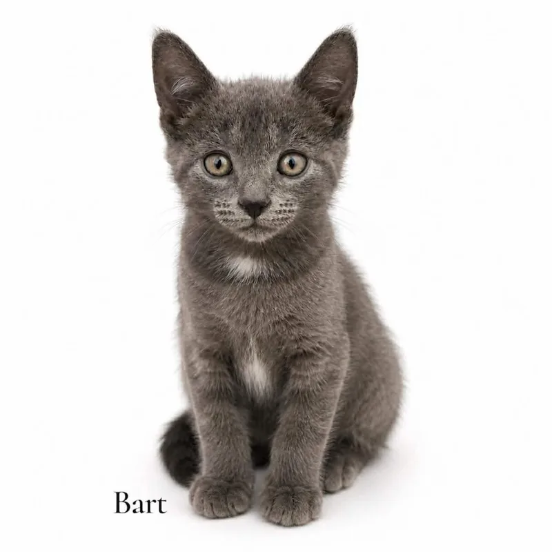 A baby medium-sized male Gray / Blue / Silver Domestic Short Hair cat named Bart for adoption in Stevensville, MI