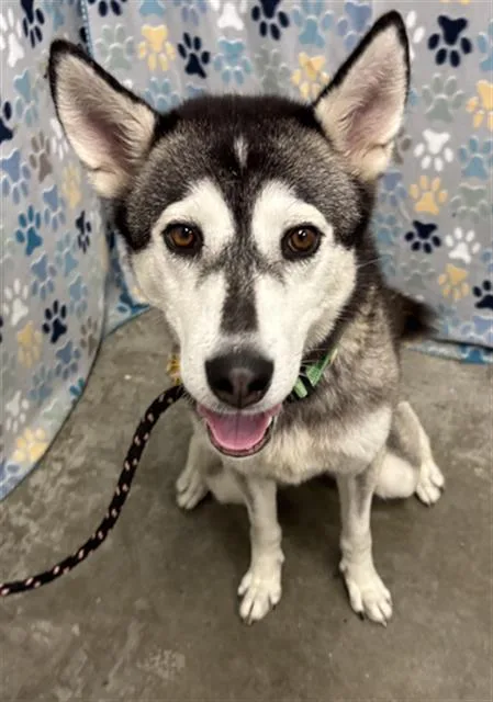 A young medium-sized female Husky dog named Harper for adoption in Rosenberg, TX