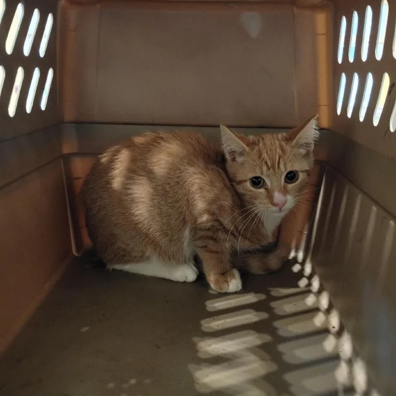 A young small-sized female Orange / Red Domestic Short Hair cat named Nucleus for adoption in Lynchburg, VA