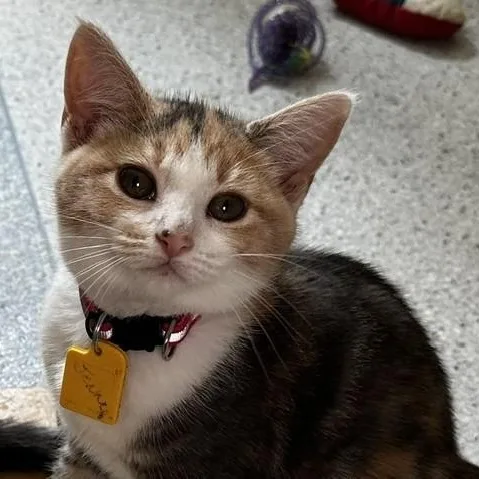 Jenny  Sweet Little thumbnail 3