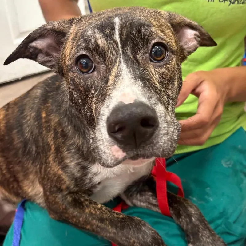 A young small-sized female Apricot / Beige Shepherd dog named Velma for adoption in Tampa, FL