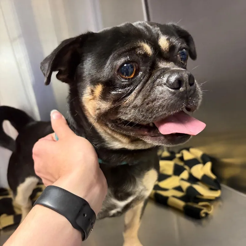 A senior small-sized male Black Pug dog named Shadow for adoption in Council Bluffs, IA