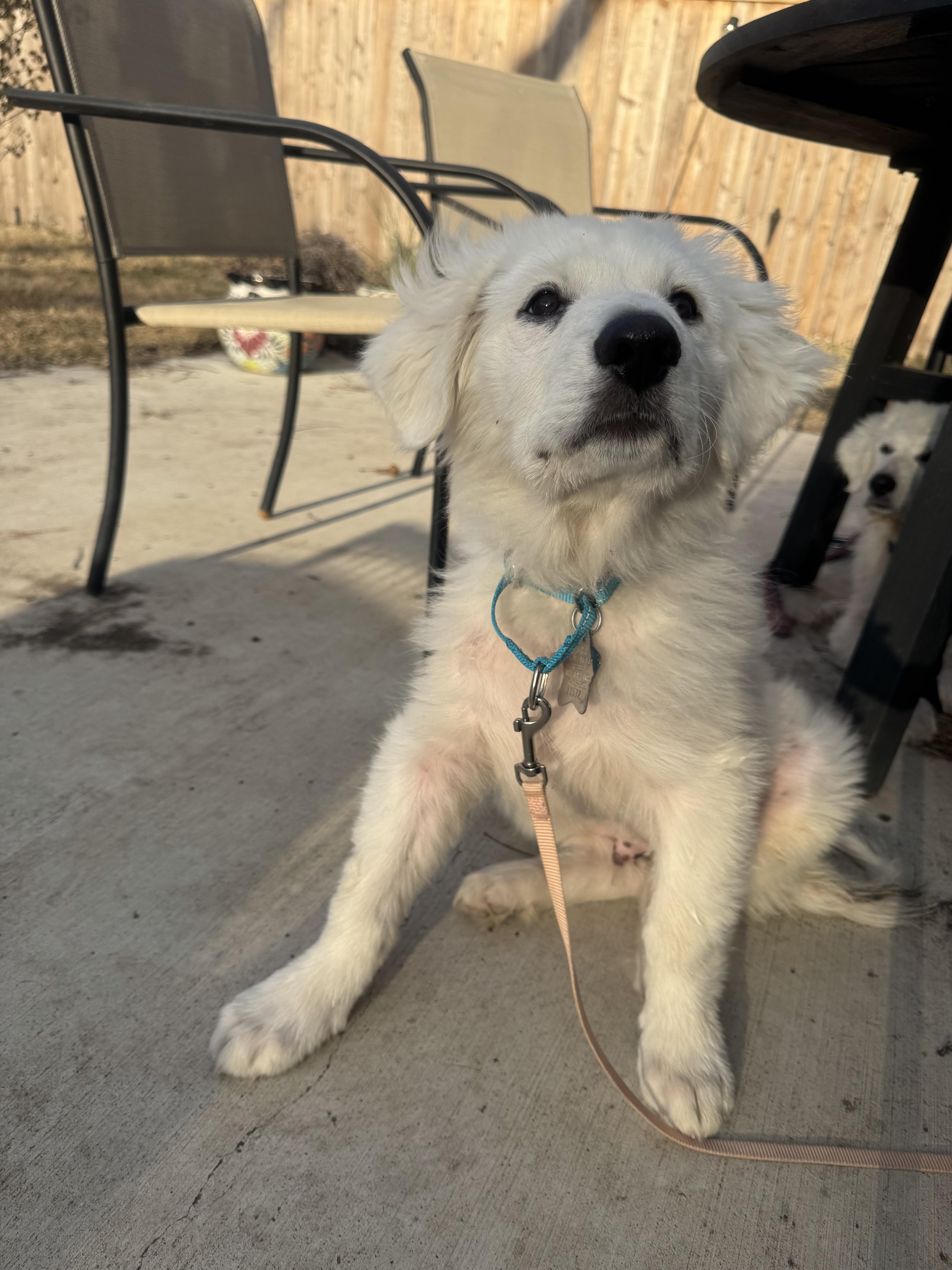 Simon Atx thumbnail 4