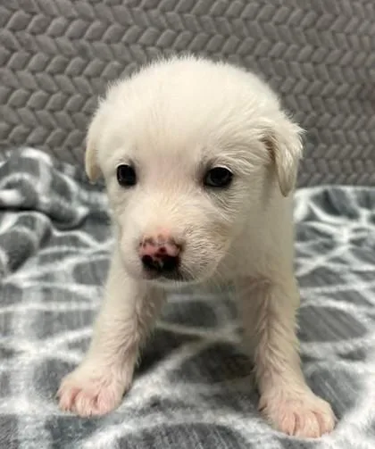 A baby medium-sized male Cattle Dog dog named Joey for adoption in Lampasas, TX