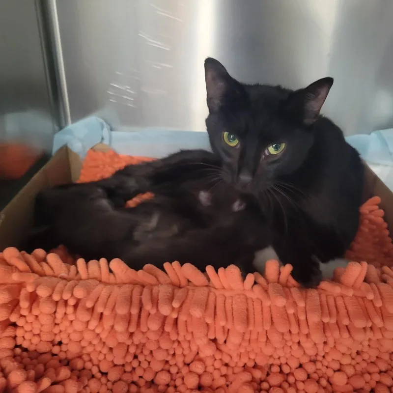 An adult medium-sized female Black Domestic Short Hair cat named Alley Ward for adoption in Westminster, CA