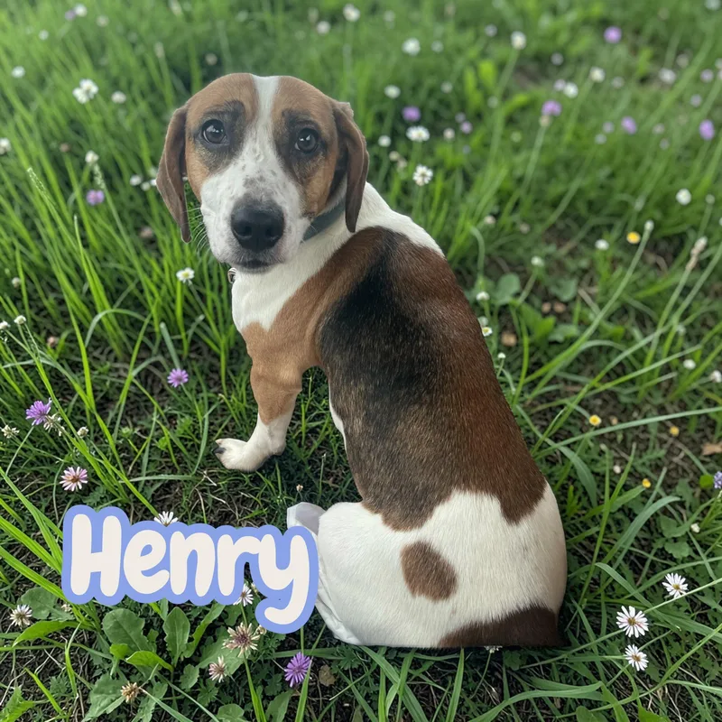 Henry  Everyone's Little thumbnail 2