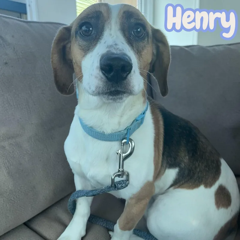 Henry  Everyone's Little