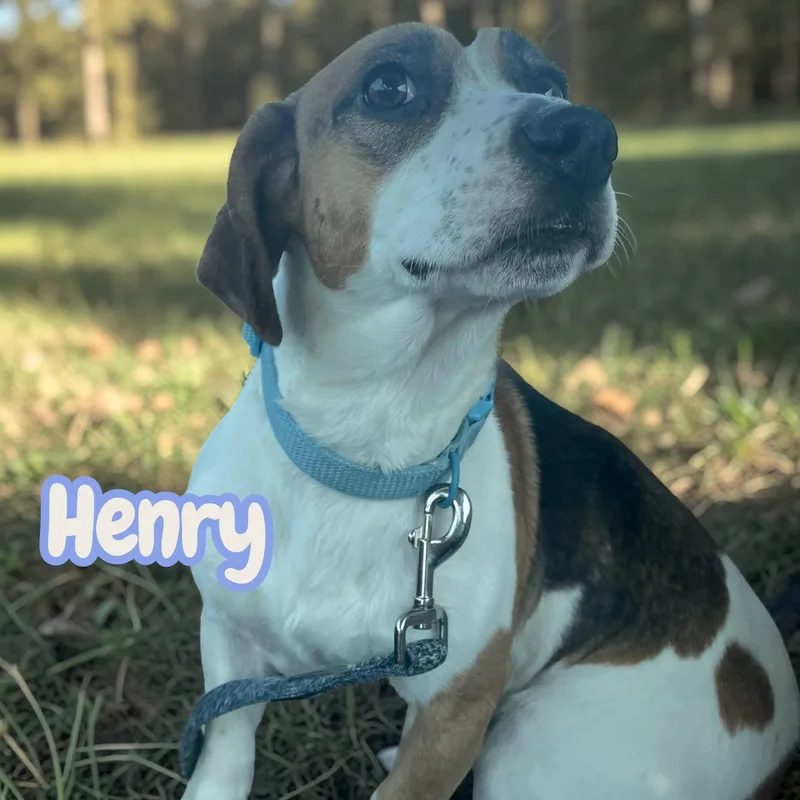 Henry  Everyone's Little thumbnail 3