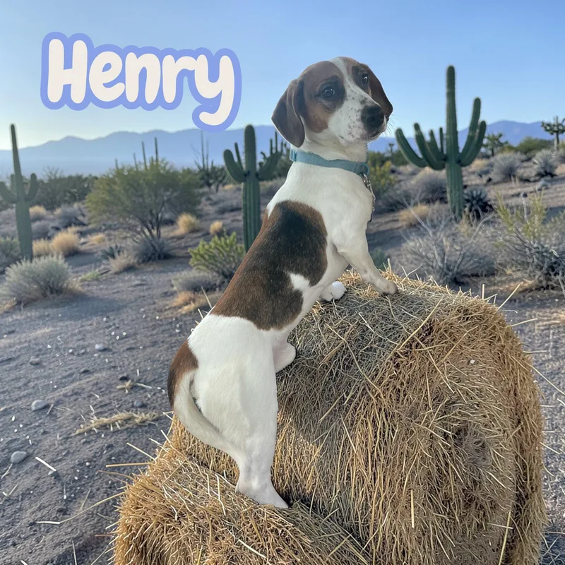 Henry  Everyone's Little thumbnail 4